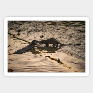 American River Otter Sticker